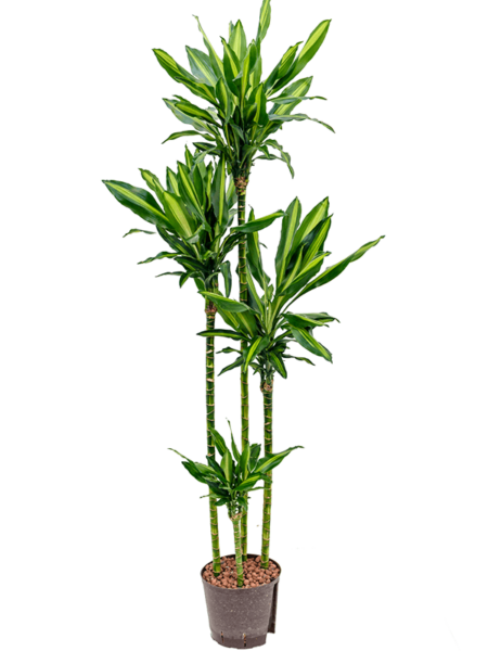 Dracaena Fragrans 'Cintho