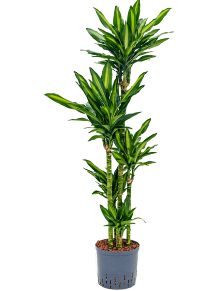 Dracaena Fragrans 'Cintho
