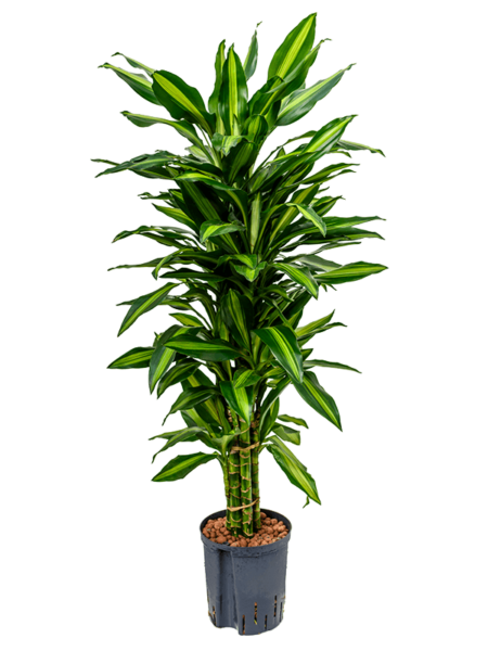 Dracaena Fragrans 'Cintho