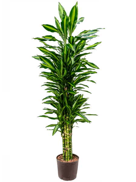 Dracaena Fragrans 'Cintho