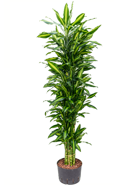 Dracaena Fragrans 'Cintho