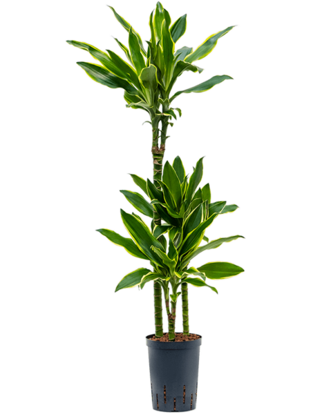 Dracaena Fragrans 'Golden Coast'