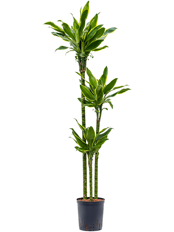 Dracaena Fragrans 'Golden Coast'