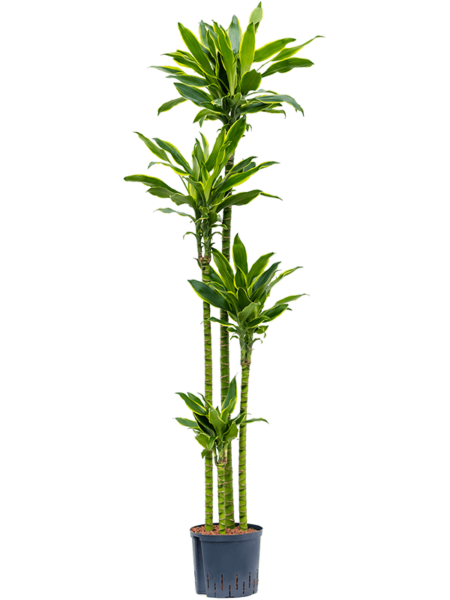 Dracaena Fragrans 'Golden Coast'