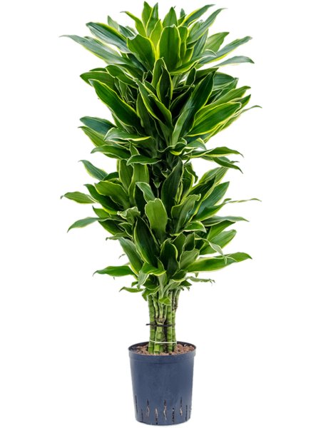 Dracaena Fragrans 'Golden Coast'
