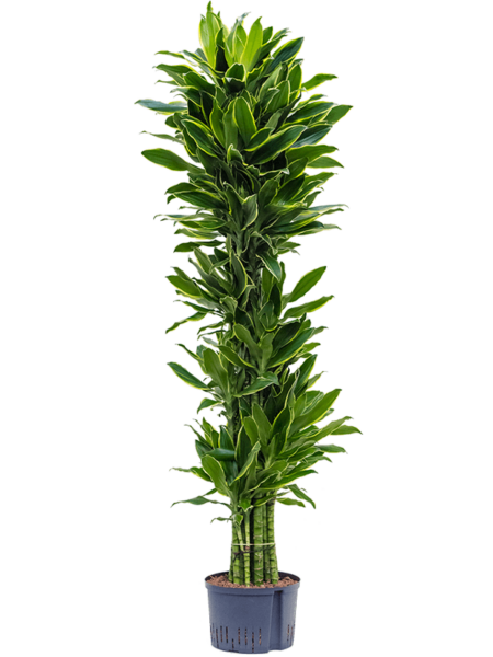 Dracaena Fragrans 'Golden Coast'