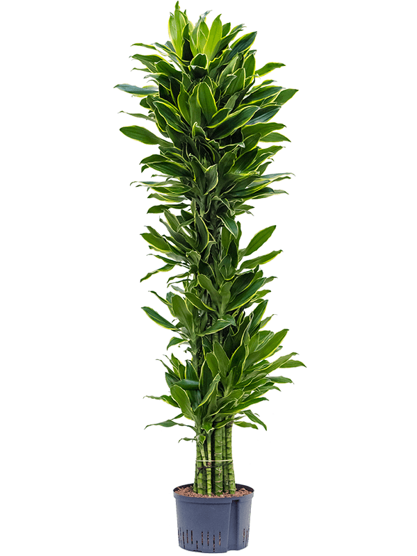 Dracaena Fragrans 'Golden Coast'