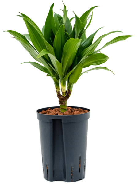 Dracaena Fragrans 'Green Jewel'