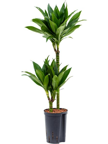 Dracaena Fragrans 'Green Jewel'
