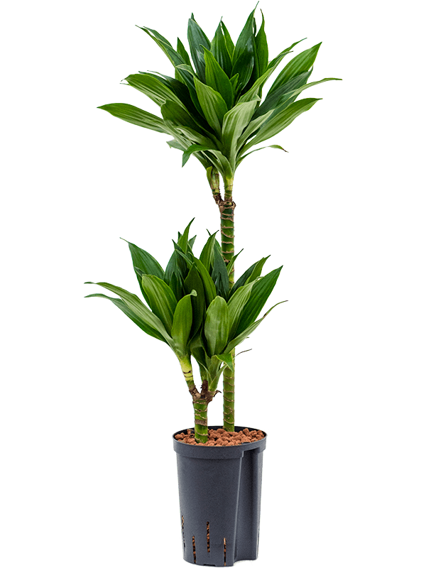 Dracaena Fragrans 'Green Jewel'