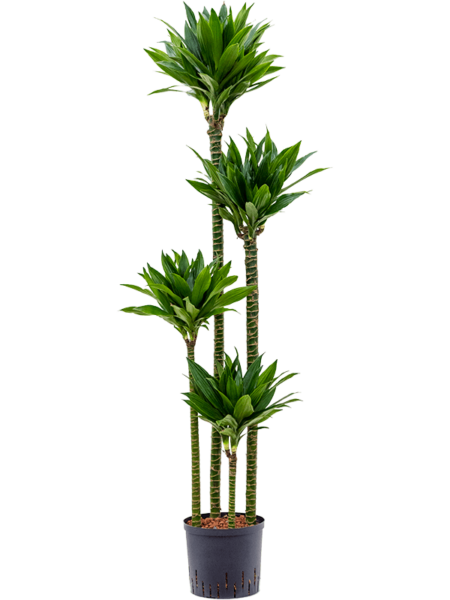 Dracaena Fragrans 'Green Jewel'