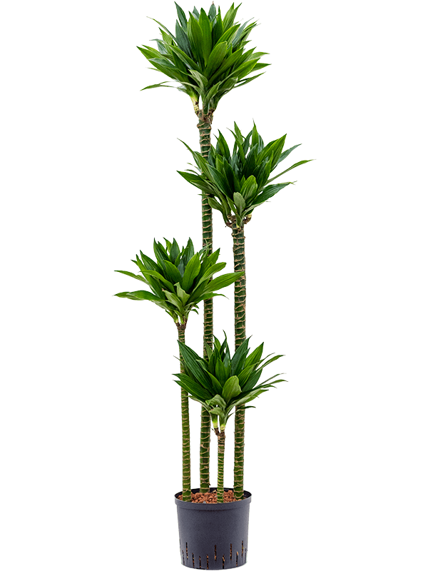 Dracaena Fragrans 'Green Jewel'