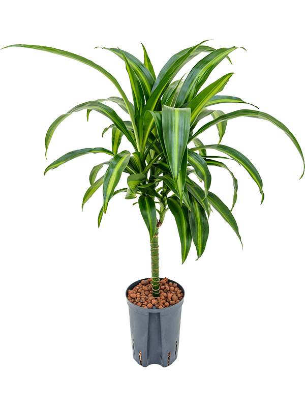 Dracaena Fragrans 'Hawaiian Sunshine'