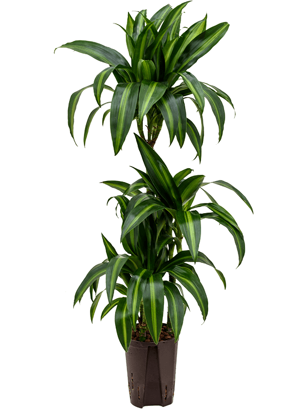 Dracaena Fragrans 'Hawaiian Sunshine'