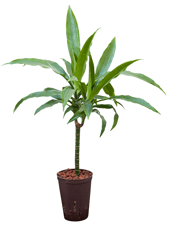 Dracaena Fragrans 'Janet Craig'