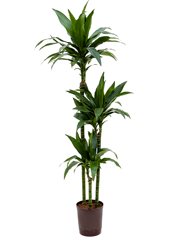 Dracaena Fragrans 'Janet Craig'