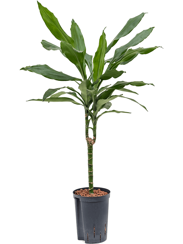 Dracaena Fragrans 'Janet Lind'