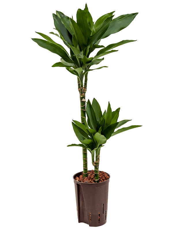 Dracaena Fragrans 'Janet Lind'