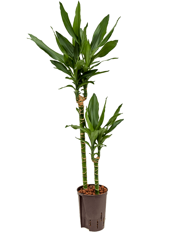 Dracaena Fragrans 'Janet Lind'