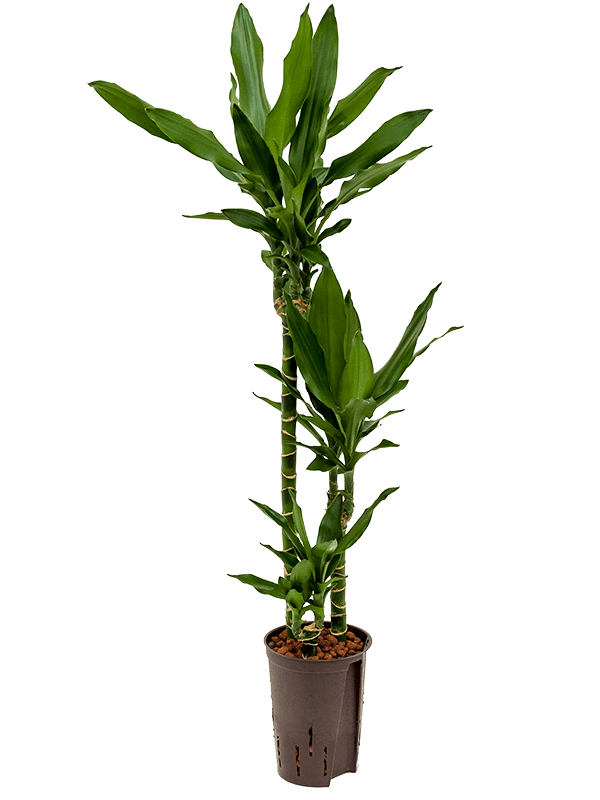 Dracaena Fragrans 'Janet Lind'