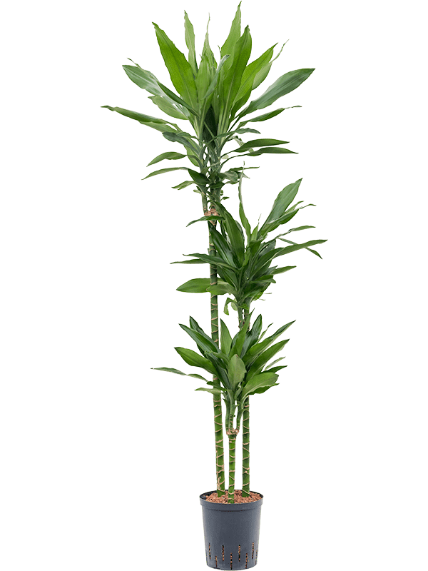 Dracaena Fragrans 'Janet Lind'