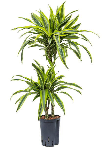 Dracaena Fragrans 'Lemon Lime'