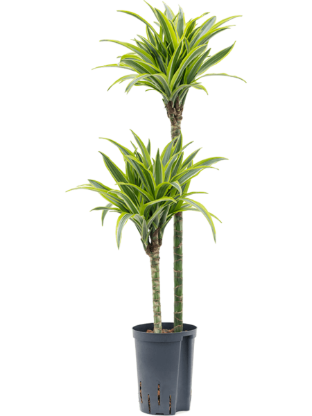 Dracaena Fragrans 'Lemon Lime'