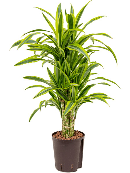 Dracaena Fragrans 'Lemon Lime'
