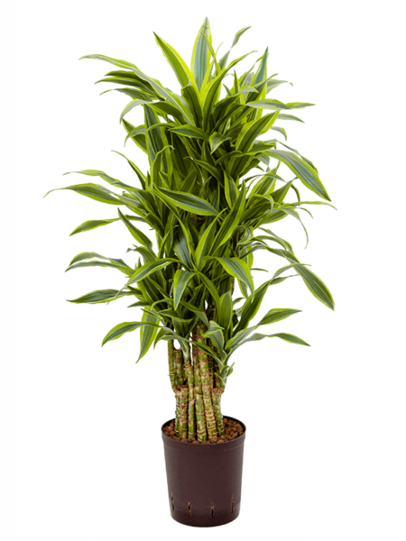 Dracaena Fragrans 'Lemon Lime'