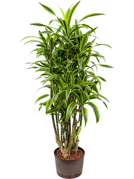 Dracaena Fragrans 'Lemon Lime'