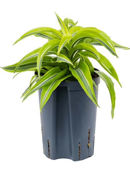 Dracaena Fragrans 'Lemon Sorprise'