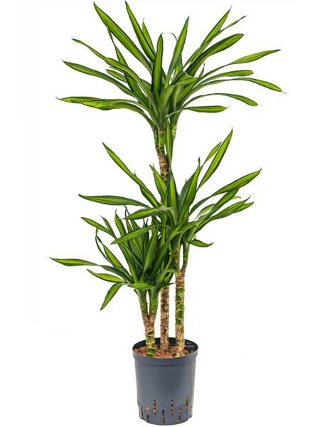 Dracaena Fragrans 'Riki'