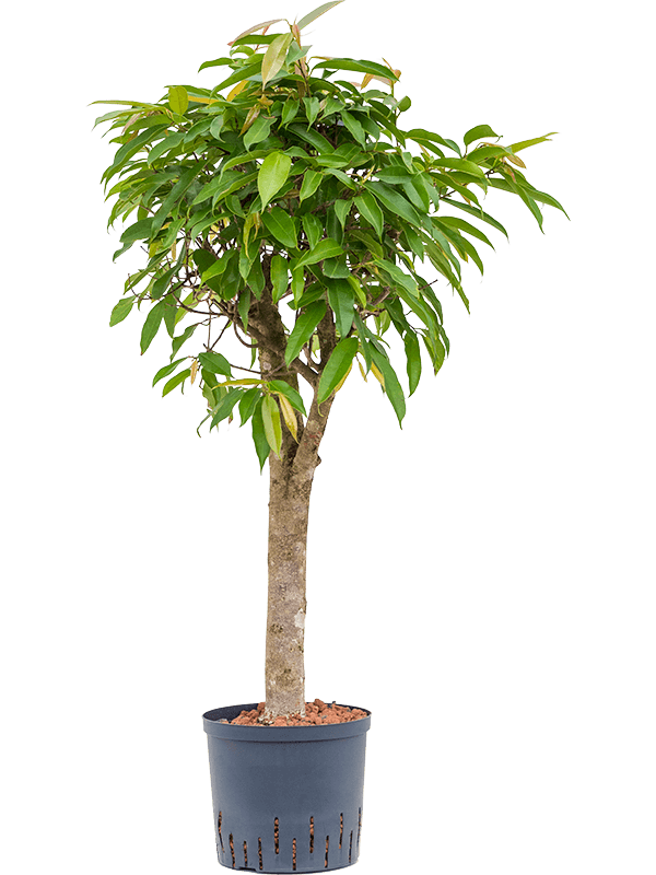 Ficus binnendijkii 'Amstel King'