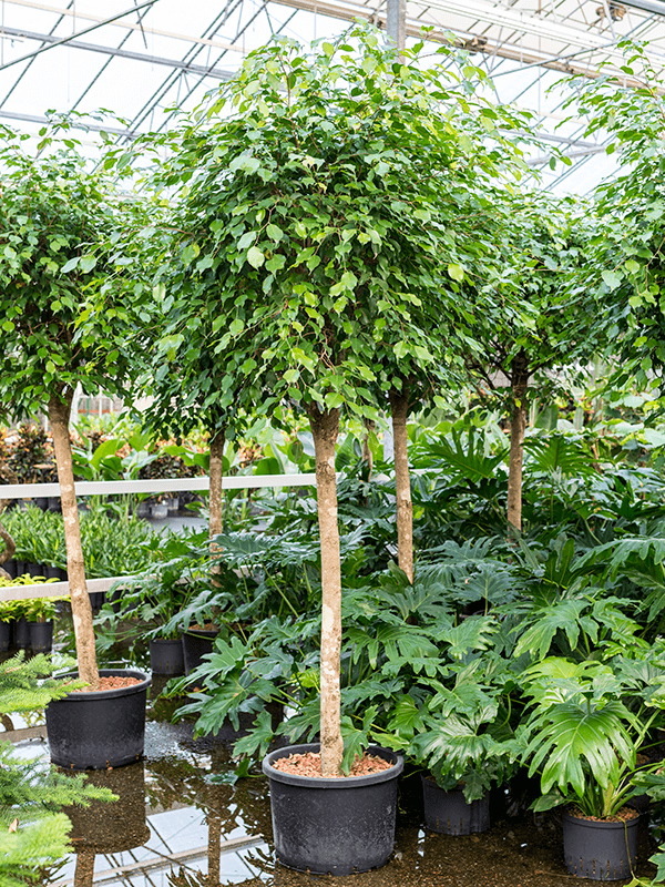 Ficus benjamin 'exótica'