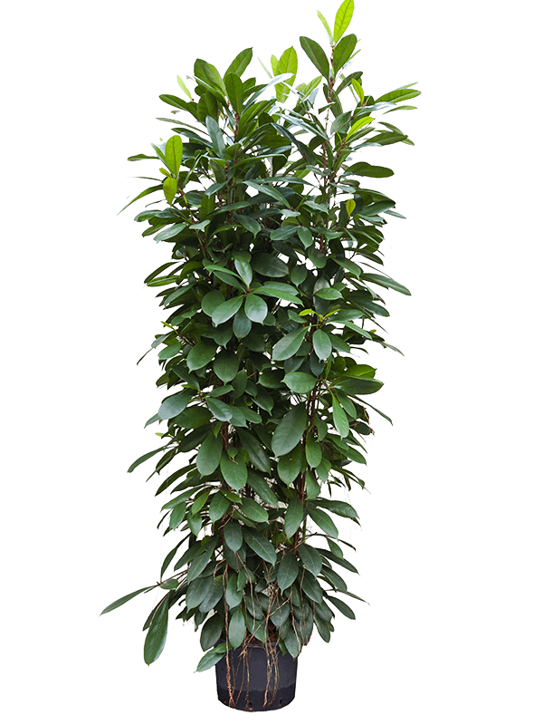ficus lyrata