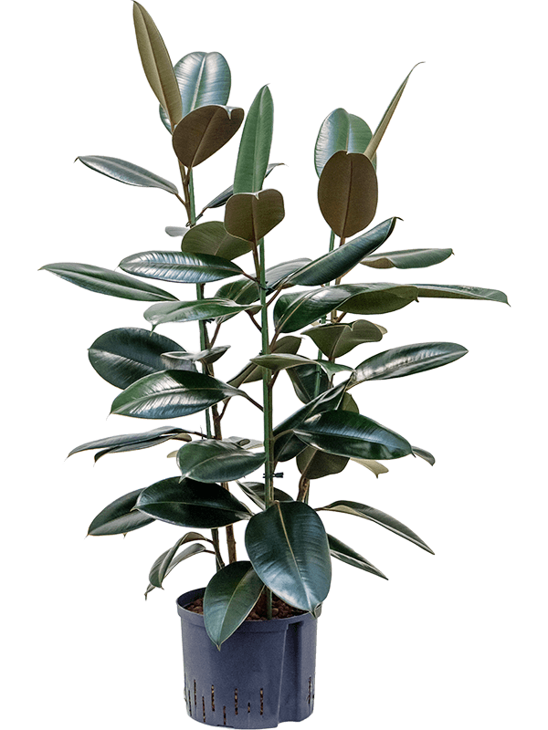 Ficus elastica 'Abidjan'