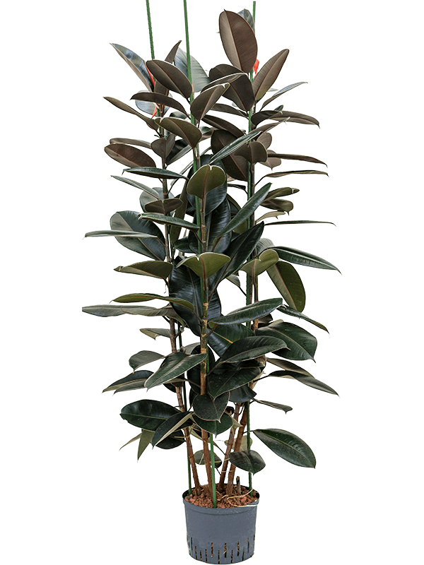 Ficus elastica 'Abidjan'