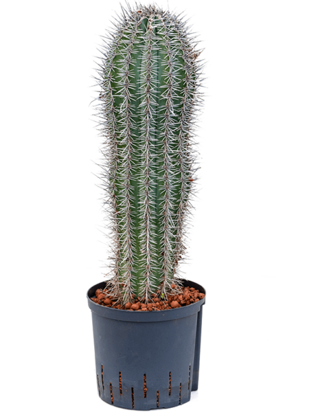 Pachycereus pringlei
