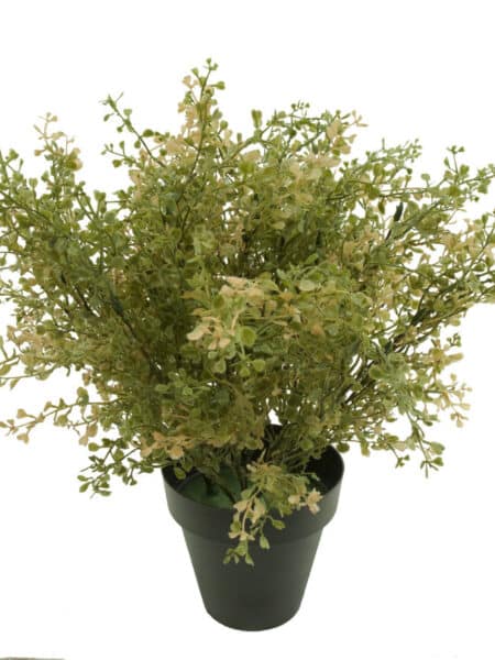 Crasula vde/otoñal plastico con maceta -40cm.