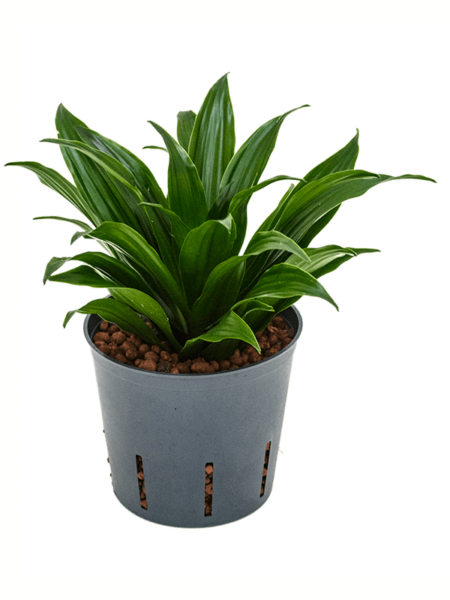 Dracaena Fragrans 'Compacta'