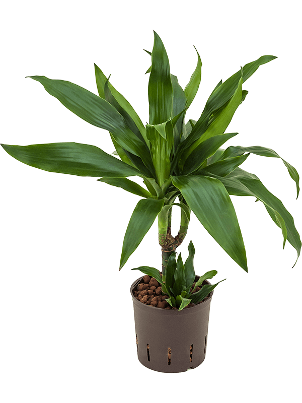 Dracaena Fragrans 'Janet Craig'