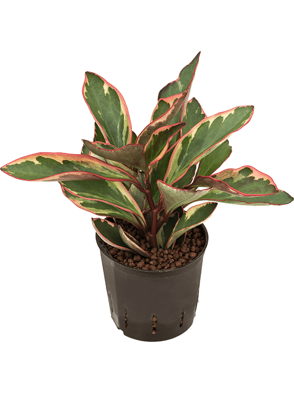 Peperomia clusiifolia 'jellie'