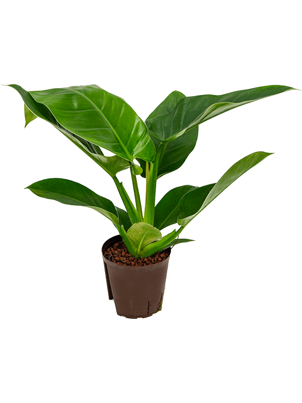 PHILODENDRON 'IMPERIAL GREEN'
