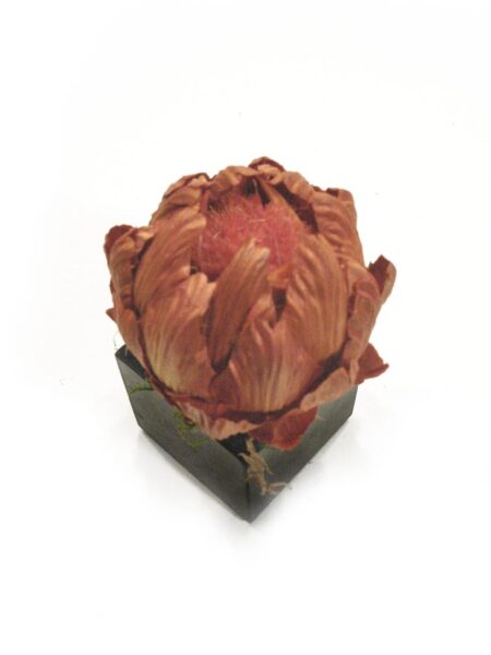 black box Protea naranja - 8x8x17cm