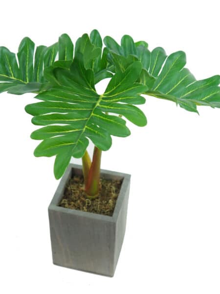 Philodendro verde base mad.gris - 8x8x25cm.