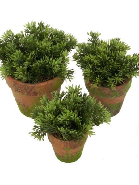 M/MV Pino verde maceta musgo - Ø7x13cm