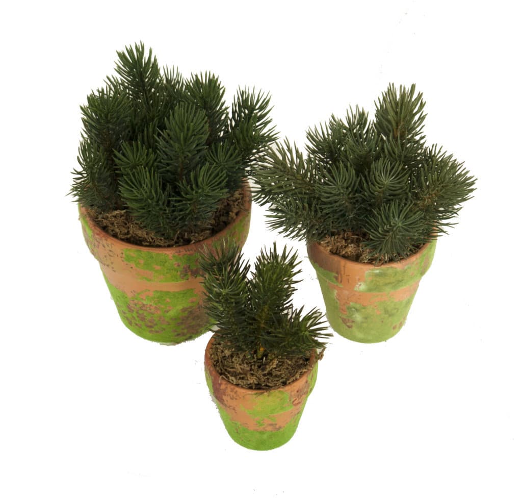 M/MV Pino picea maceta musgo - Ø7x16cm