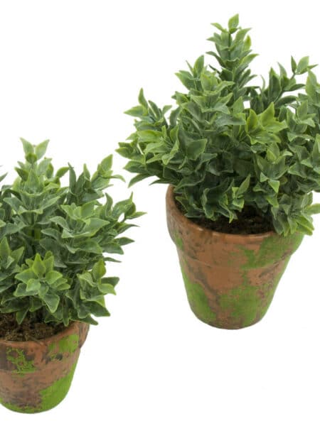 M/MV Te gris maceta musgo - Ø7x17cm.