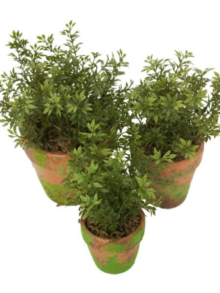 M/MV Te verde con maceta musgo - Ø7x17cm