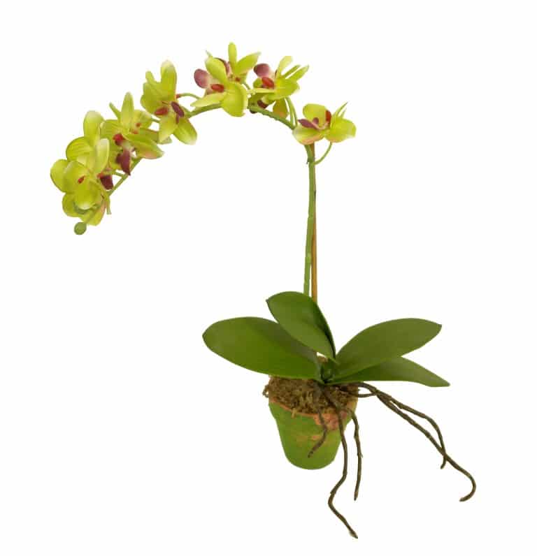 M/MF Orquidea verde maceta musgo - Ø9x45cm